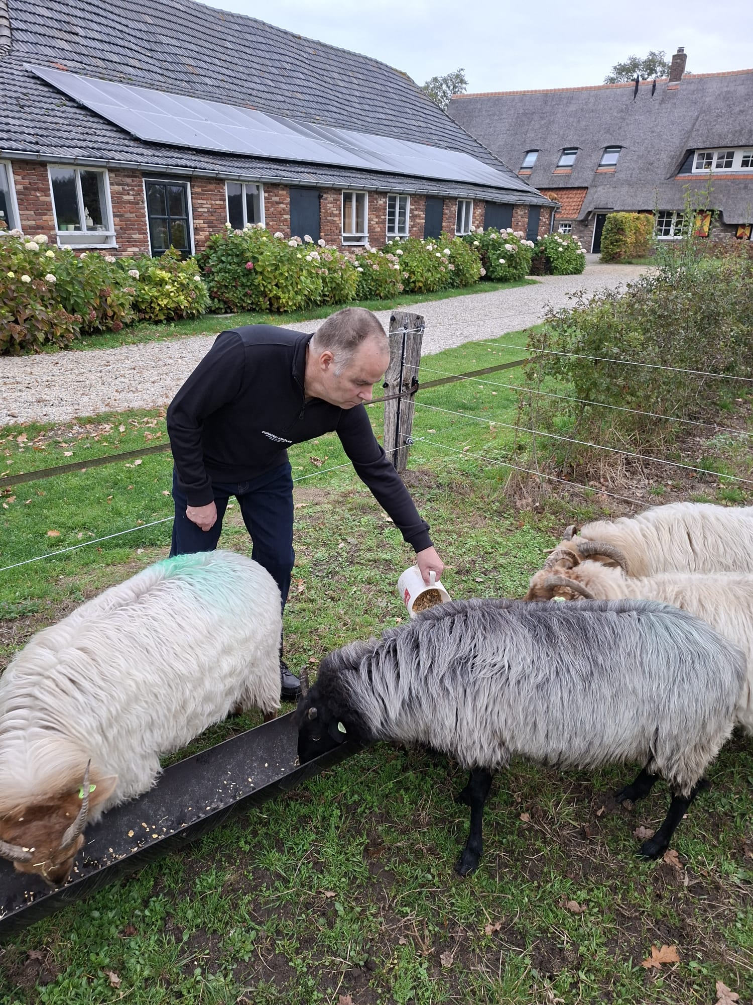 Samen zorgen voor de schapen op het erf van Hoeve de Klumpe
